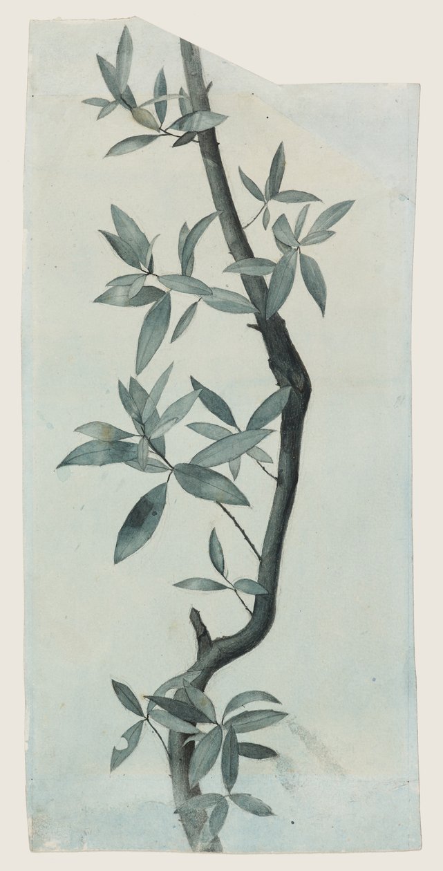 Study of Willow Leaves, c.1857 by John Ruskin