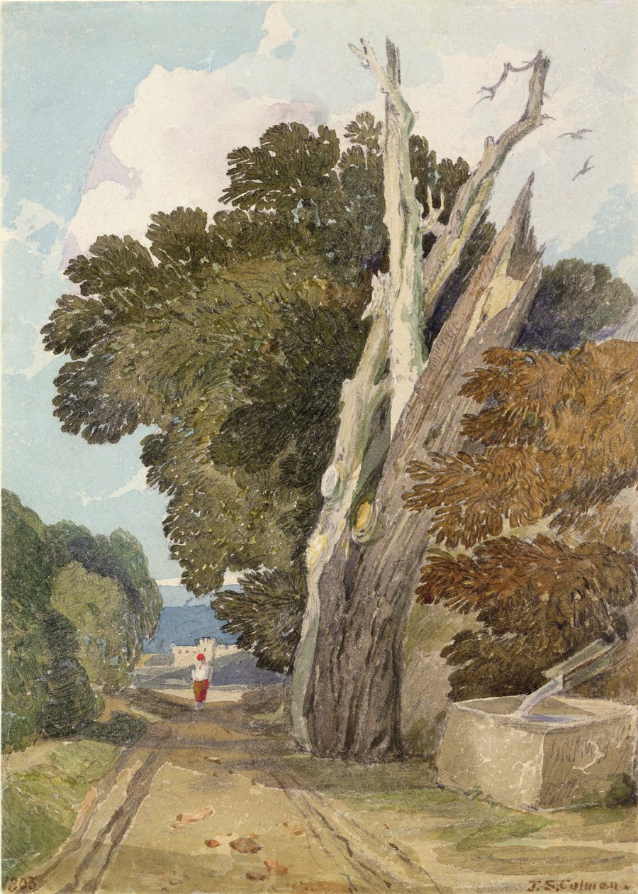 A Spanish Chestnut Tree Struck by Lightning by John Sell Cotman