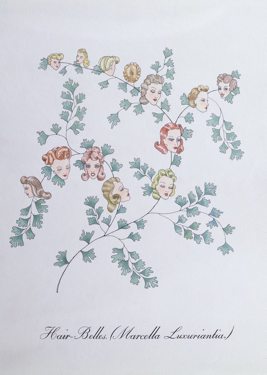 Hair-Belles (Marcella Luxuriantia), Illustration from 