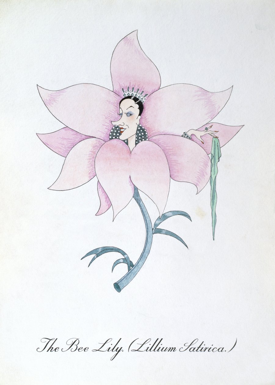 The Bee Lily (Lillium Satirica.), illustration from 