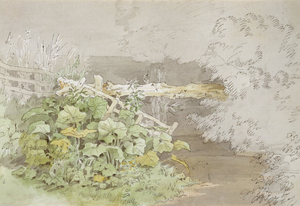Dock Plants by a Shaded Stream by John White Abbott
