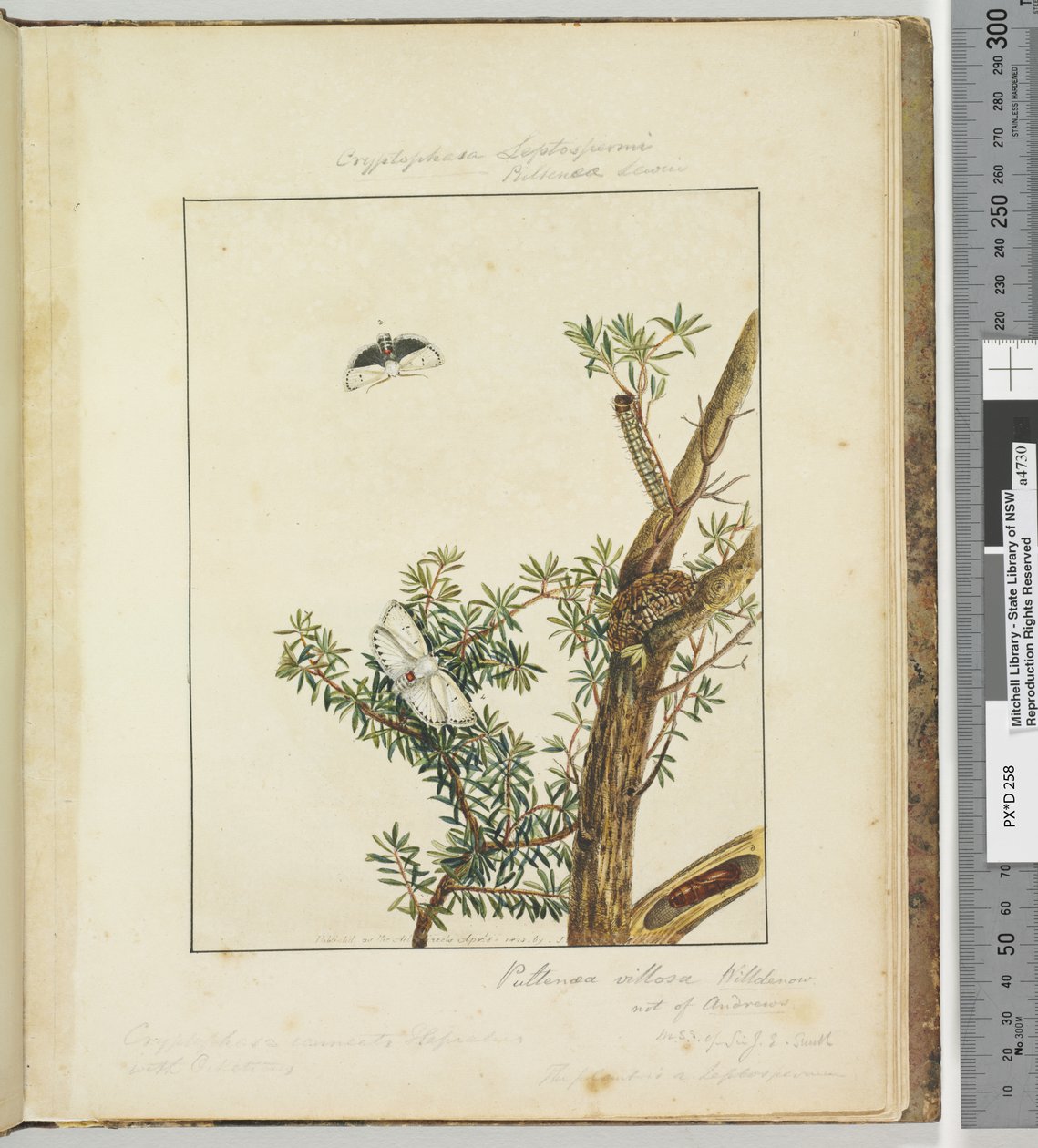 Page 11. Plate 3 Cryptophasa Septosfermi Pultenae Lewin, 1803-04 by John William Lewin