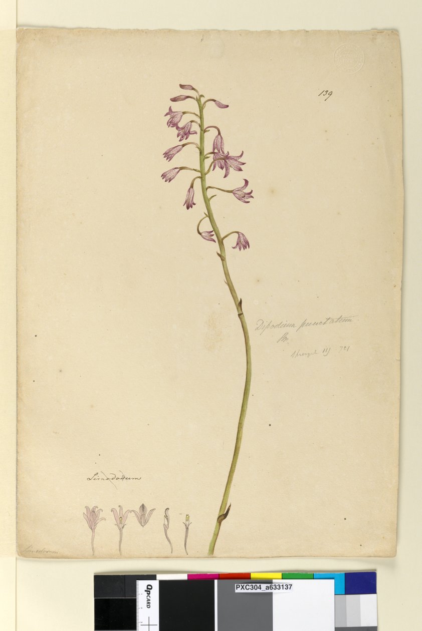 Page 139. Dipodium punctatum by John William Lewin