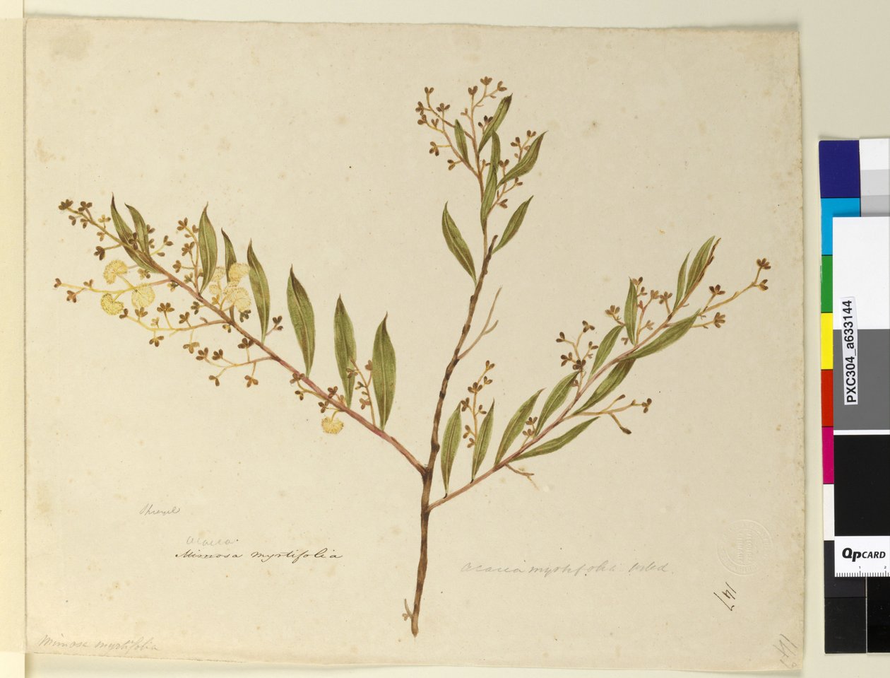 Page 147. Acacia myrtifolia by John William Lewin