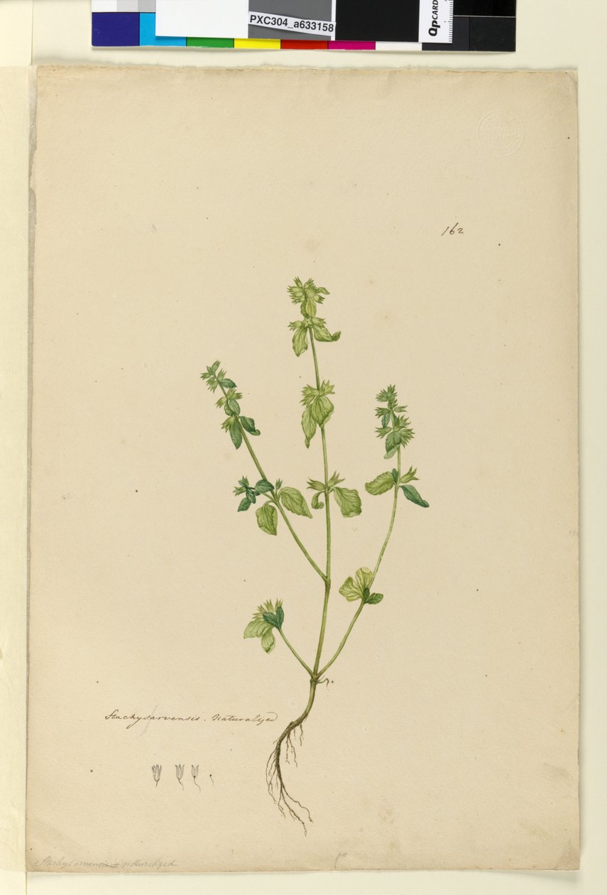 Page 162. Stachys arvensis by John William Lewin