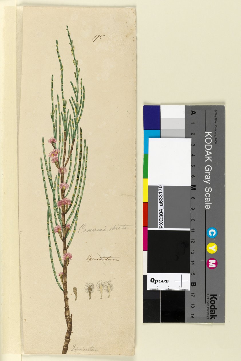 Page 175. Casuarina stricta Allocasuarina verticillata by John William Lewin