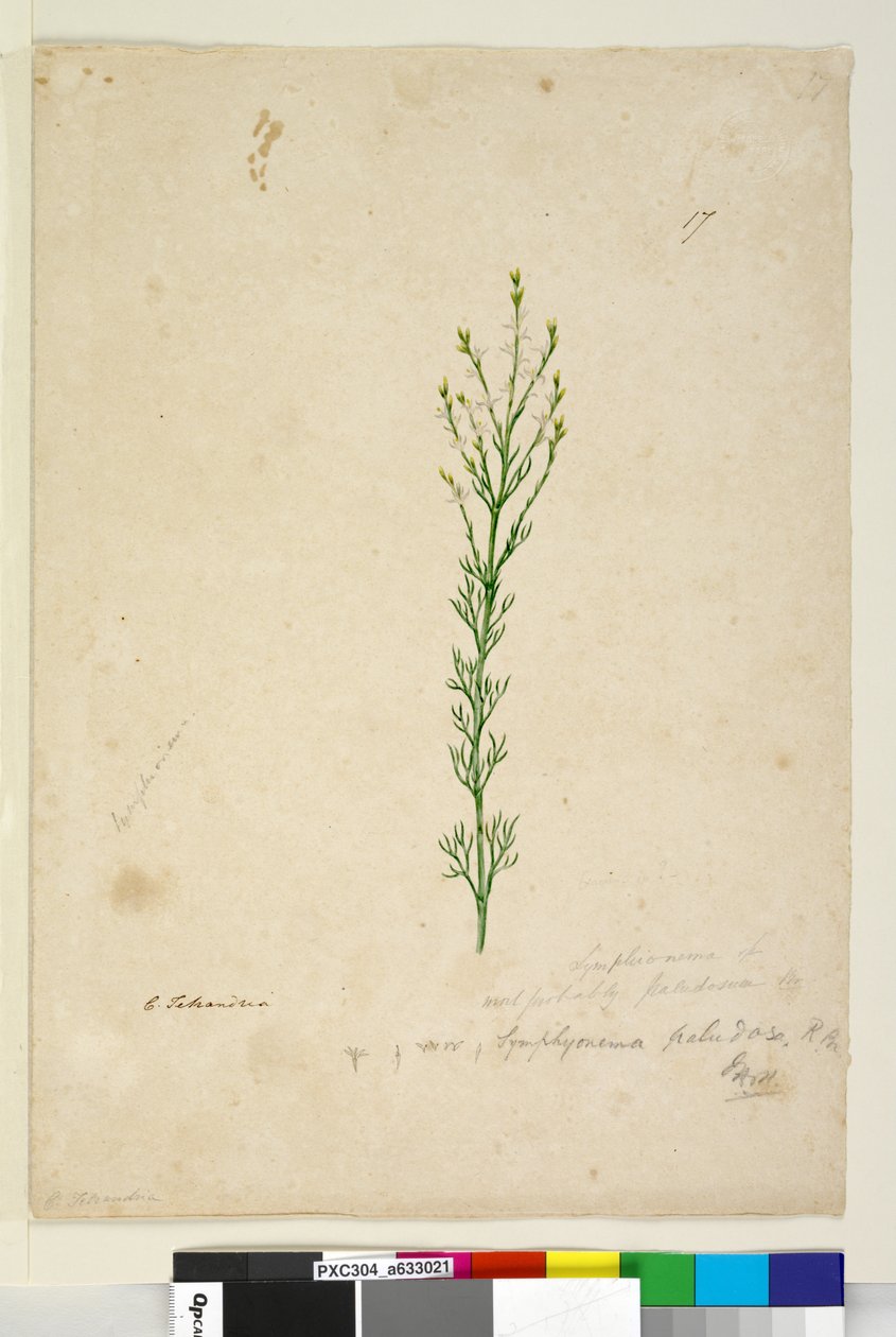 Symphionema paludosum by John William Lewin