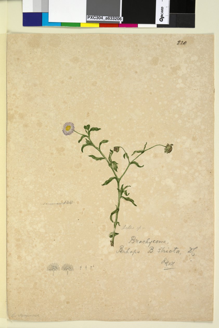 Page 220. Brachycome multifida by John William Lewin