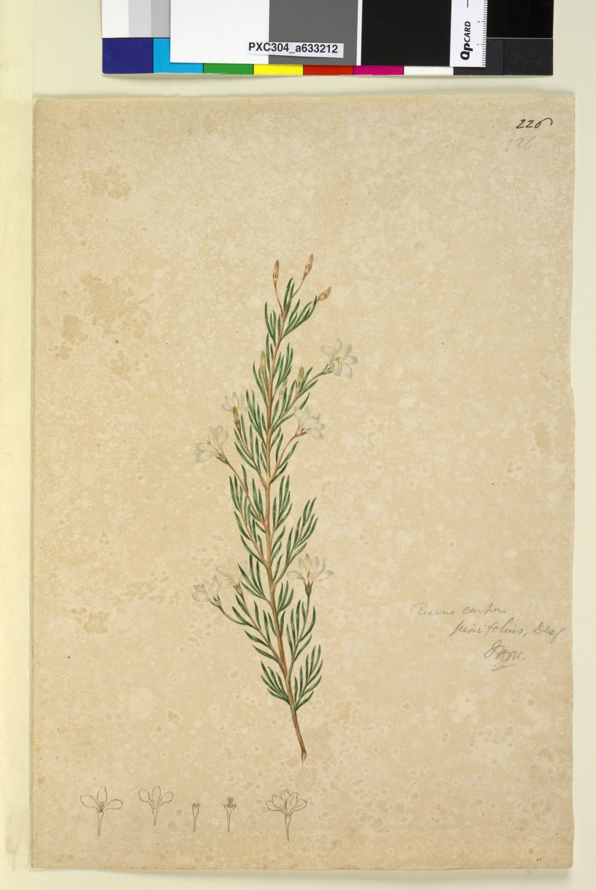 Page 226. Ricinocarpus pinifolius by John William Lewin