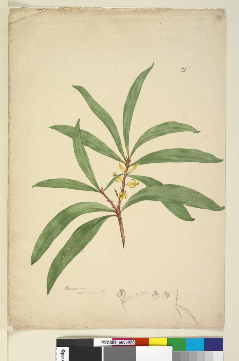Persoonia salicina by John William Lewin