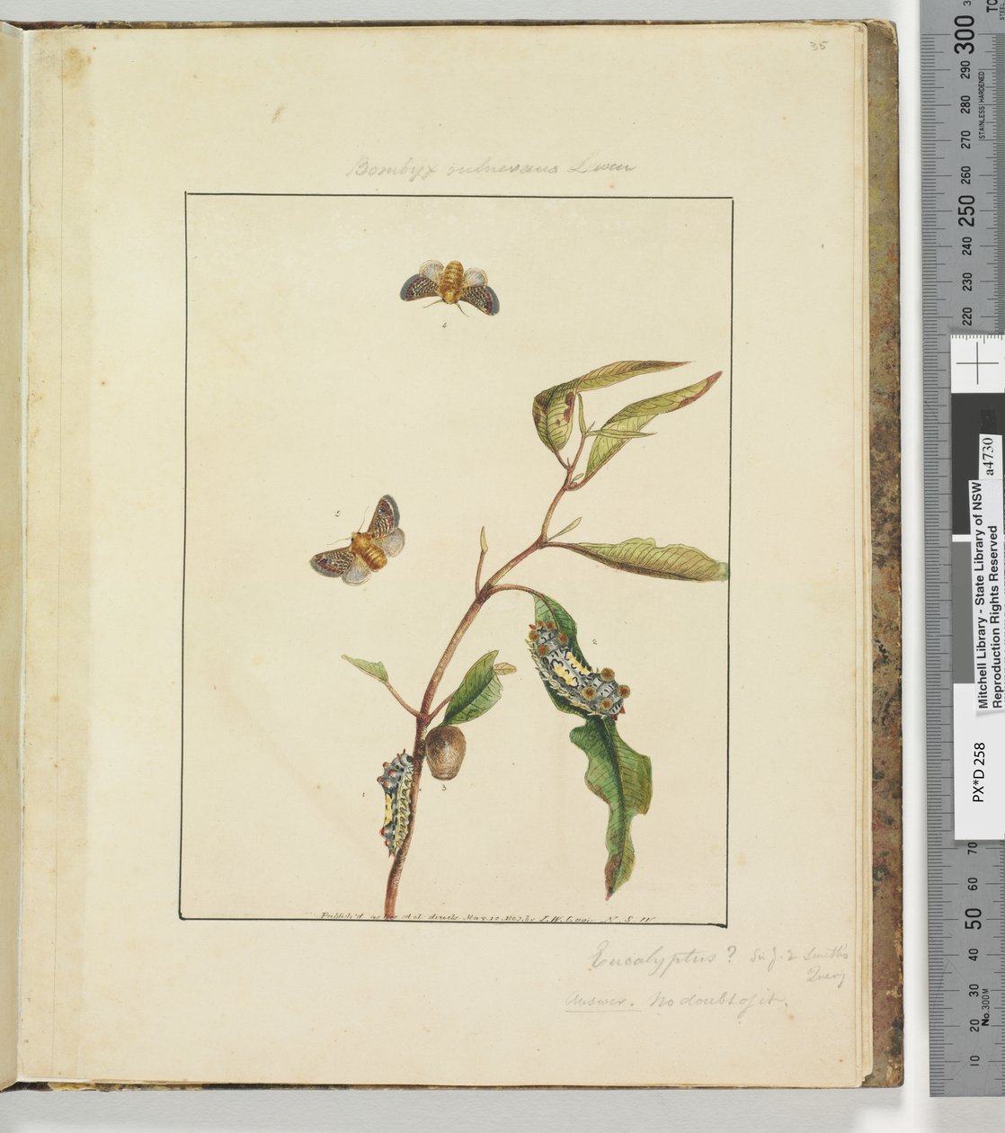 Page 35. Plate 9 Bombyx Vulnerans Lewin, 1803-04 by John William Lewin