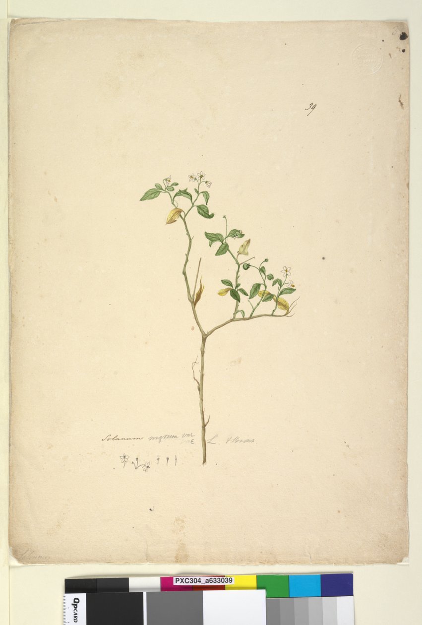 Solanum nigrum by John William Lewin
