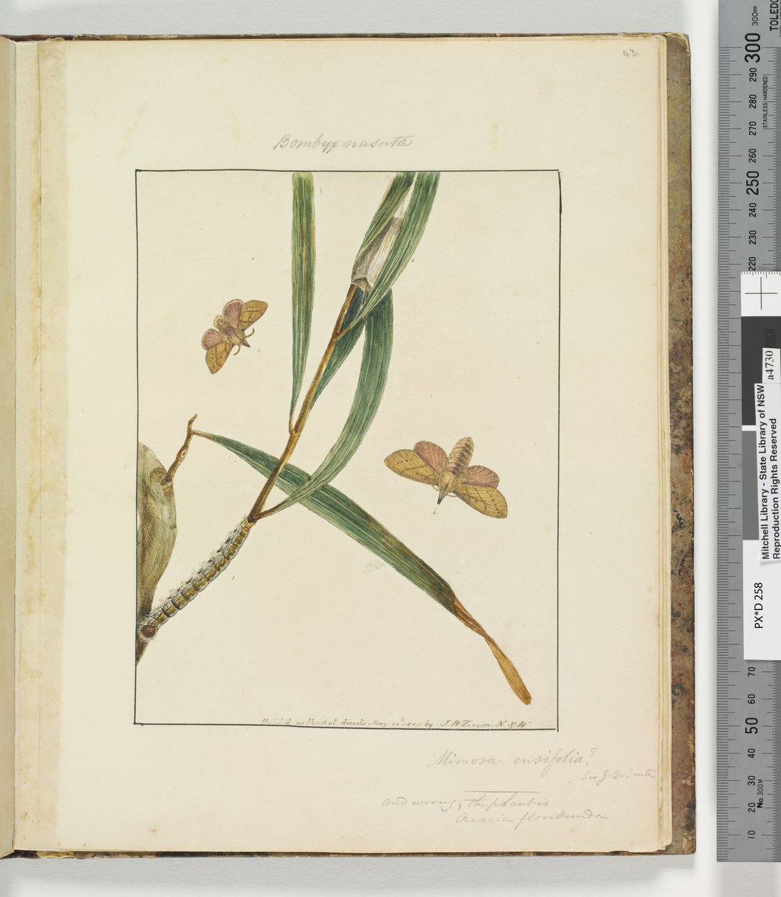 Page 43. Plate 11 Bombyx Nasuta, 1803-04 by John William Lewin