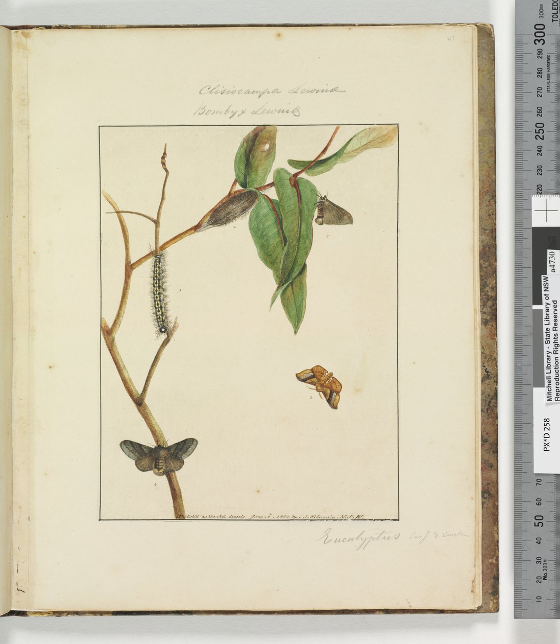 Page 47. Plate 12 Clisiocampa Lewinae Bombyx Lewinae, 1803-04 by John William Lewin