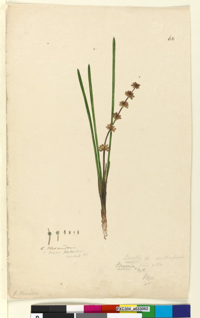 Page 62. Xerotes Lomandra multiflora by John William Lewin
