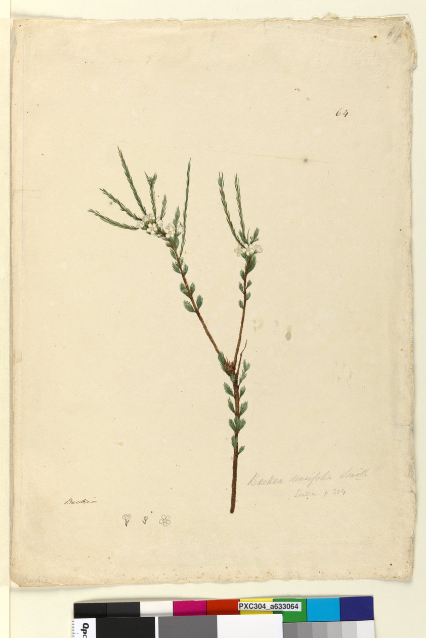 Page 64. Baeckea densifolia by John William Lewin