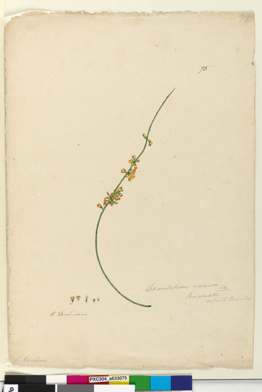 Page 75. Sphaerolobium vimineum by John William Lewin