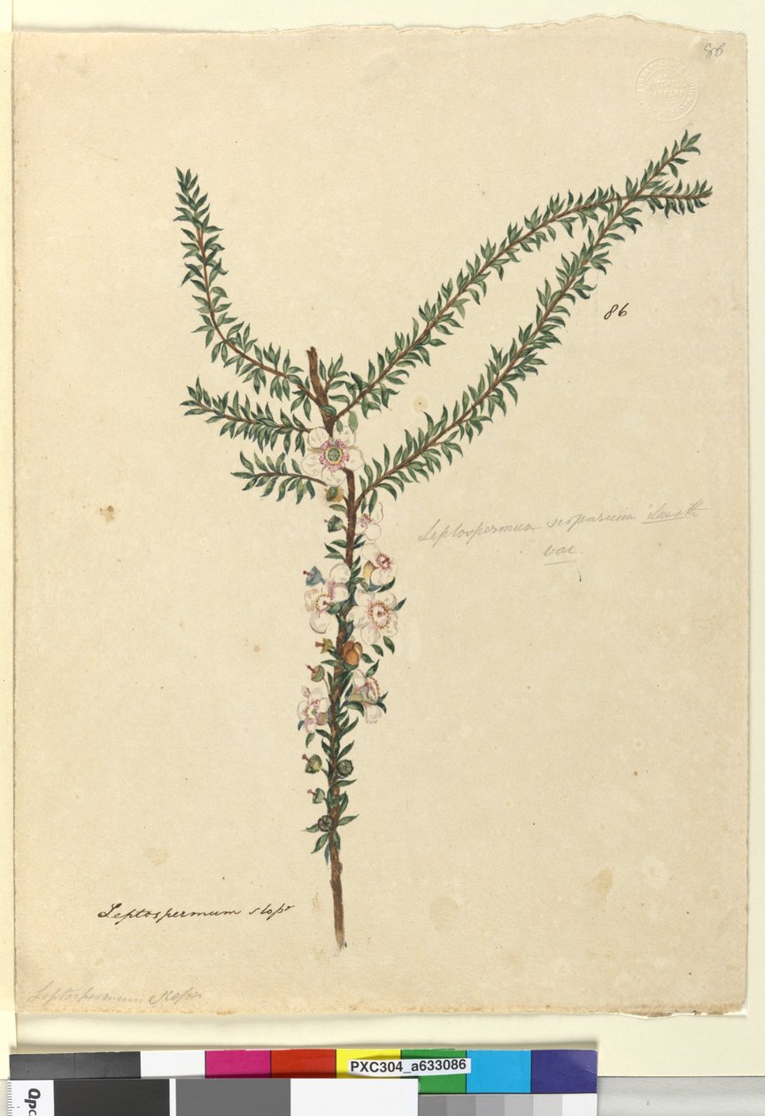 Page 86. Leptospermum scoparium by John William Lewin