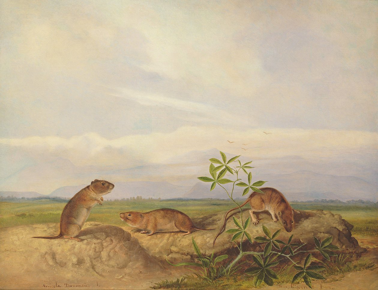Townsend's Meadow Mouse, Meadow Vale and Swamp Rice Rat (or Rice Meadow ...