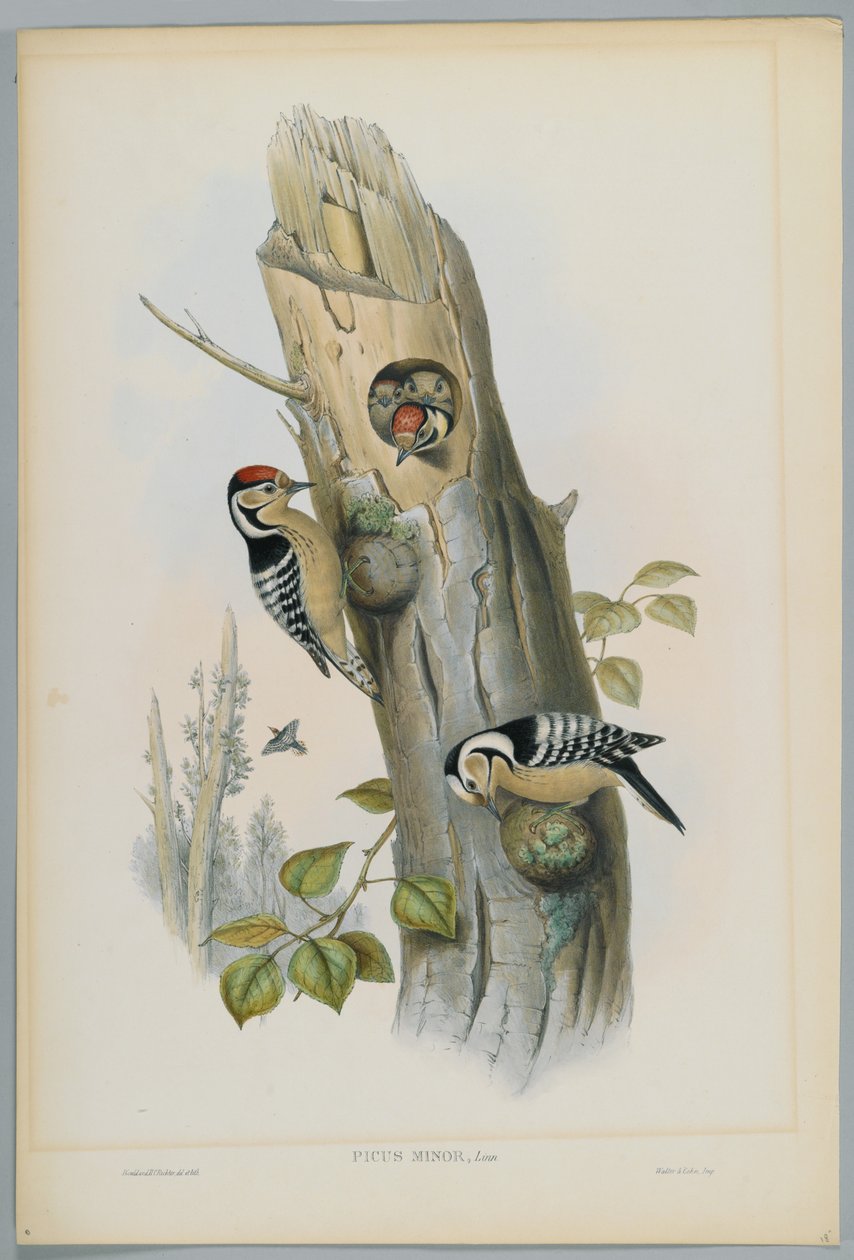 Picus Minor - Lesser Spotted Woodpecker, engraved by H. C. Richter by John after Gould