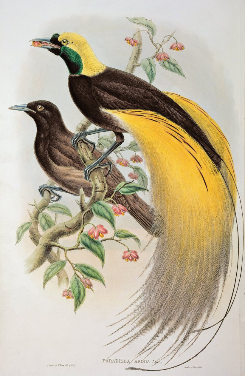 Bird of Paradise: Greater, Paradisaea Apoda