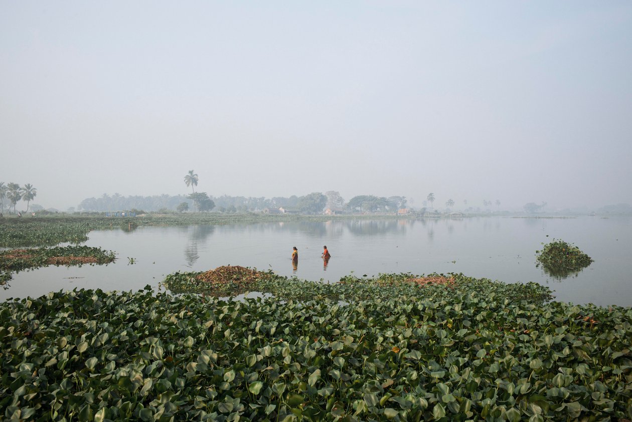 Wetland fishing in Kolkata, 2016 by Jon Nicholson