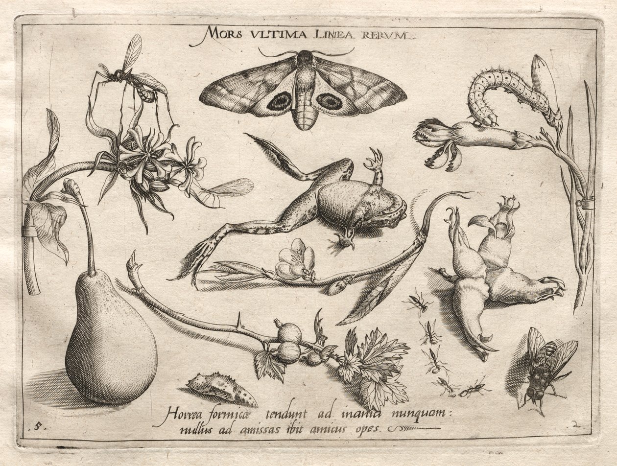 Archetypes and Studies: Death is the Line that Marks the End of All (Part II, Plate 5) by Joris Hoefnagel