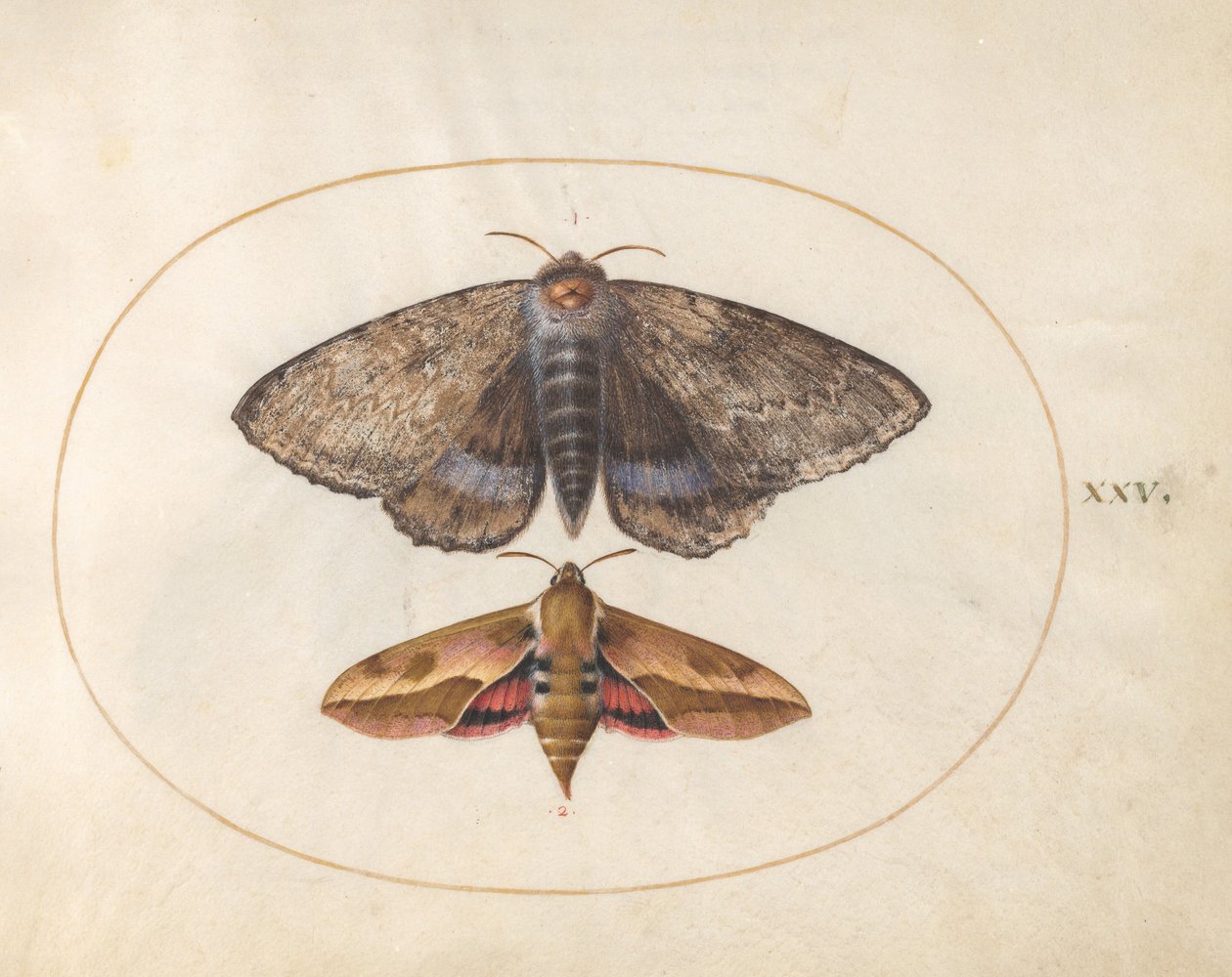 Blue Underwing Moth and Spurge Hawk Moth (plate 25 from Ignis) by Joris Hoefnagel