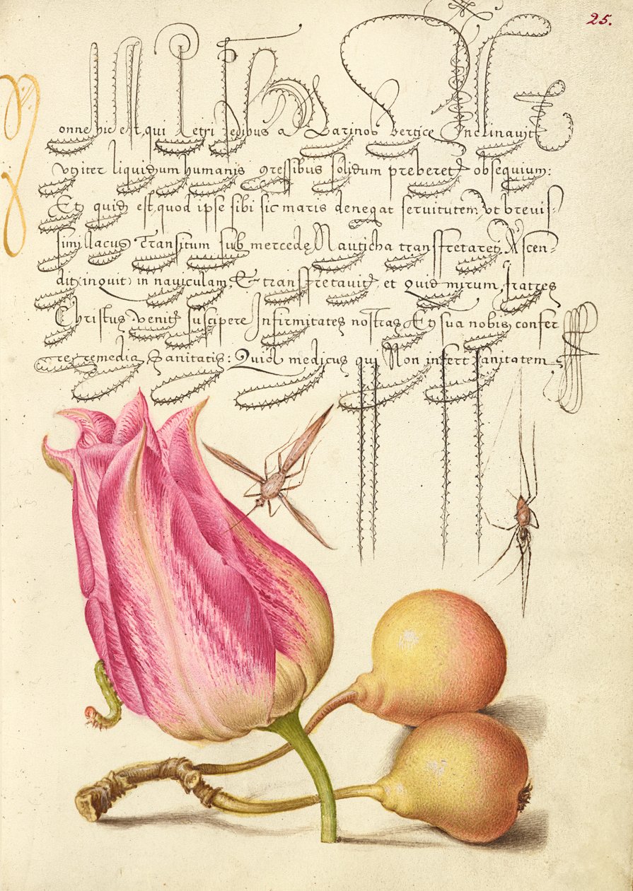 Imaginary Insect, Tulip, Spider, and Common Pear by Joris Hoefnagel