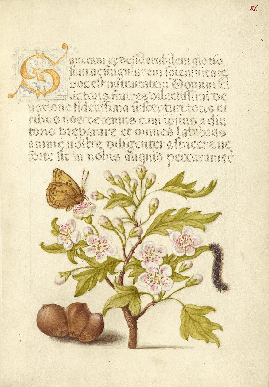 Insect, English Hawthorn, Caterpillar, and European Filbert by Joris Hoefnagel