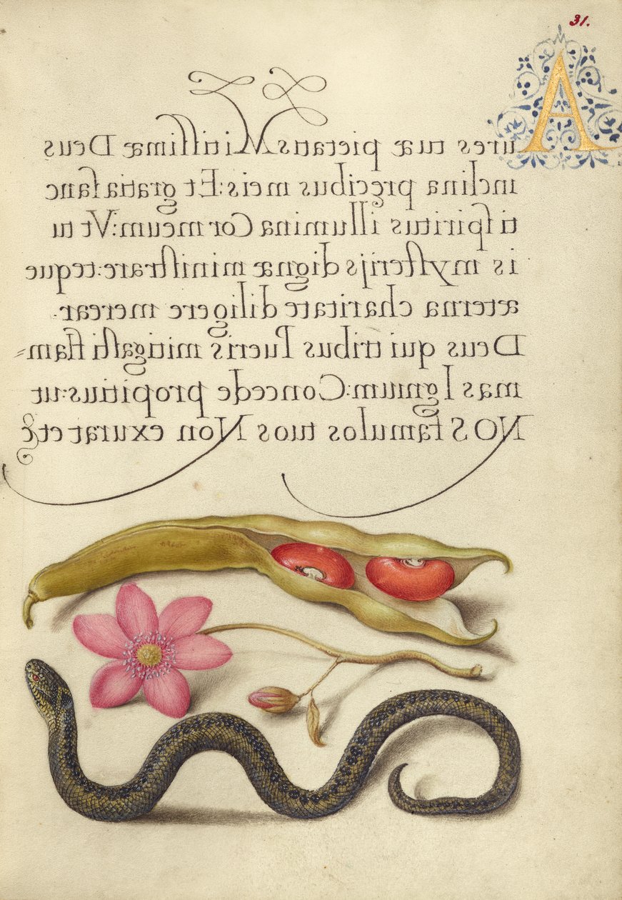 Kidney Bean, Poppy Anemone, and Adder by Joris Hoefnagel
