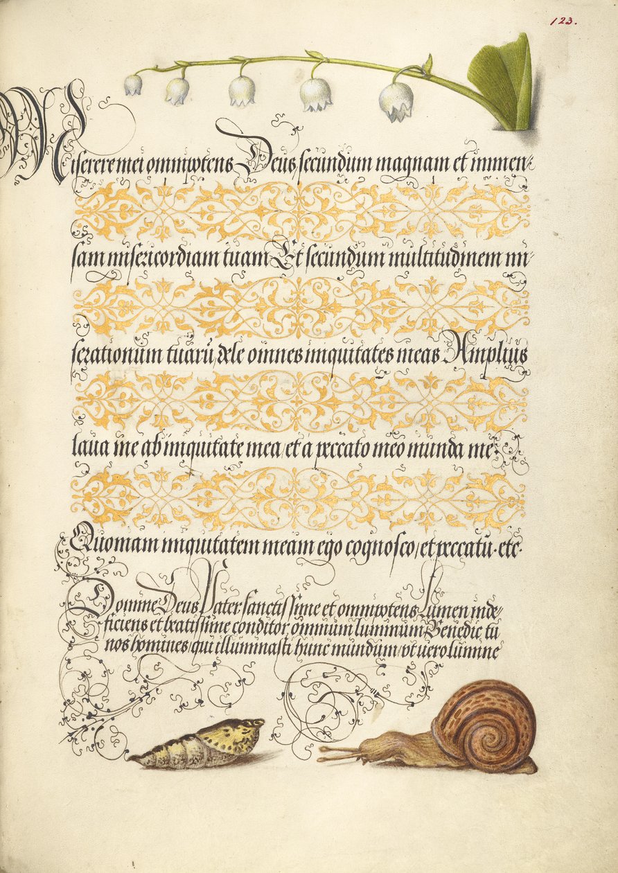 Lily-of-the-Valley, Pupa, and Land Snail by Joris Hoefnagel