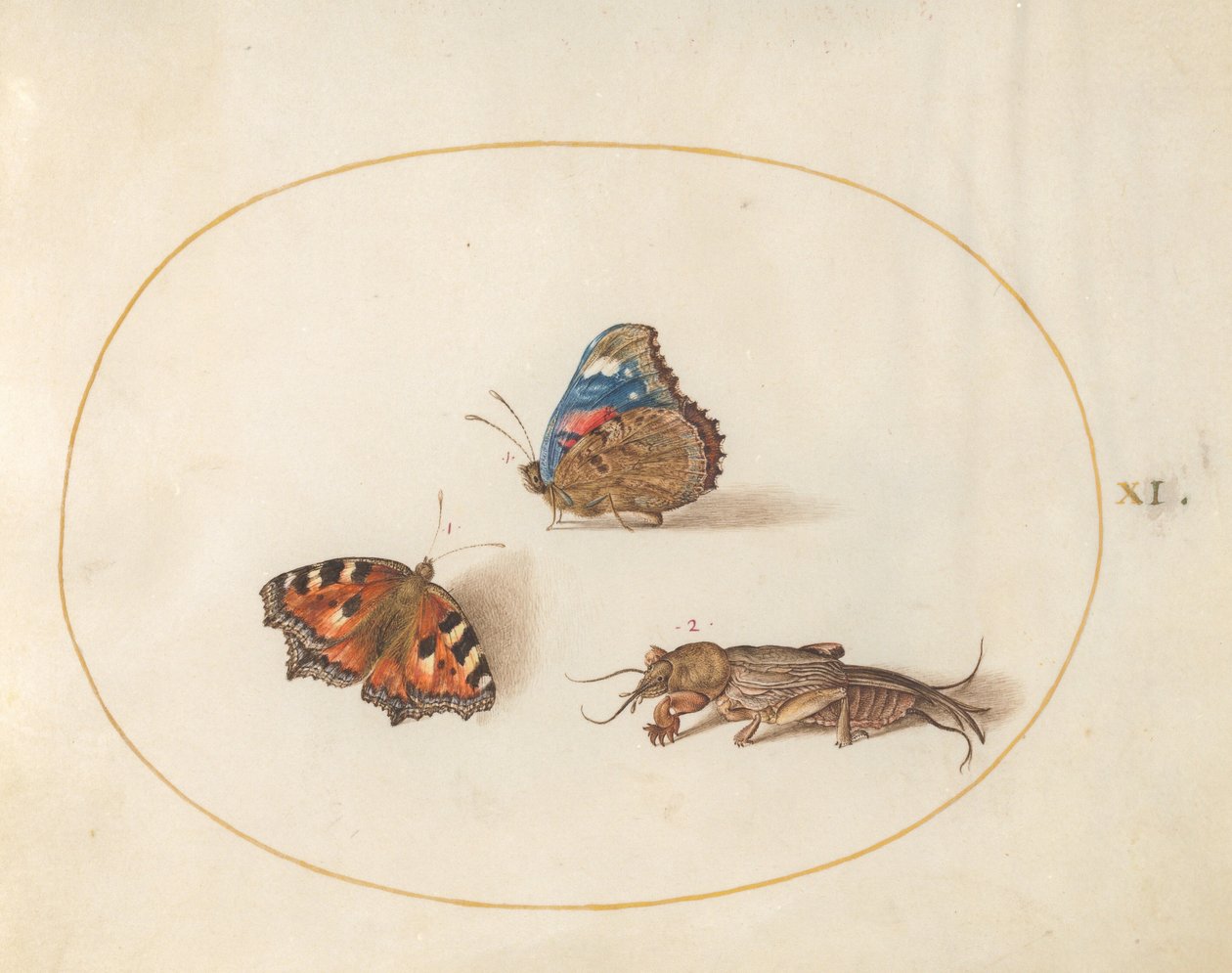 Plate 11: Small Tortoiseshell and Red Admiral Butterflies with a Mole Cricket by Joris Hoefnagel