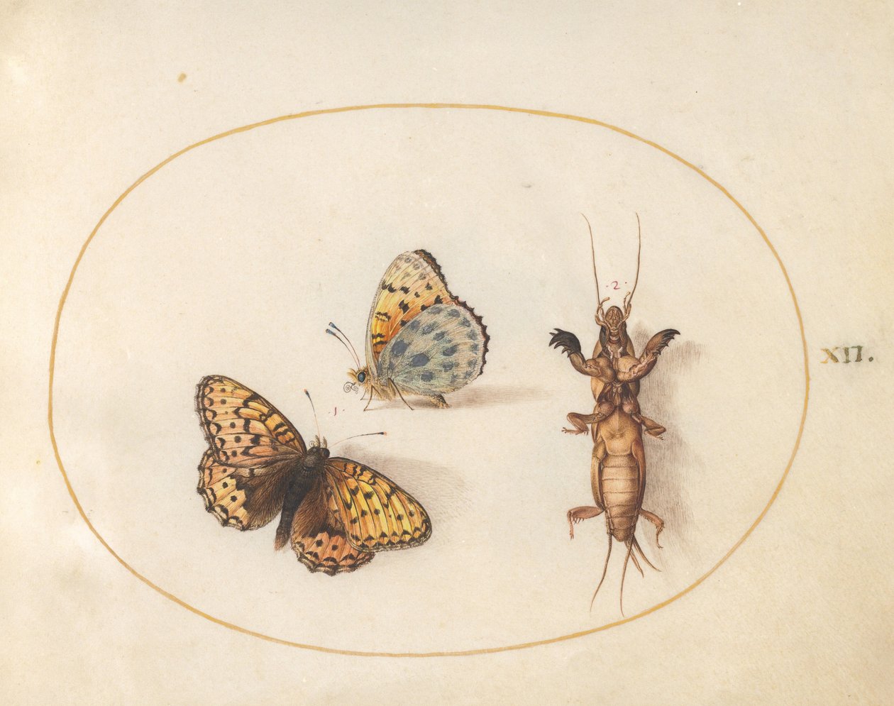 Plate 12: Two Views of a Silver-Bordered Fritillary and a Mole Cricket by Joris Hoefnagel