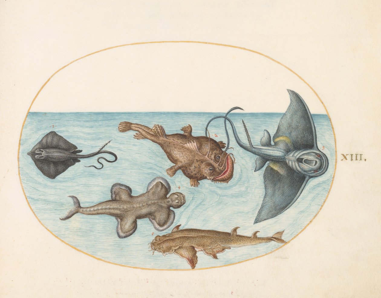 Two Stingrays, an Anglerfish, a Monkfish and an Angel Shark by Joris Hoefnagel