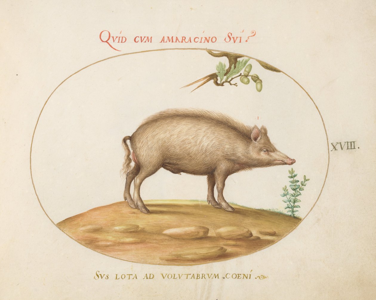 Plate 18: A Pig with Acorns by Joris Hoefnagel