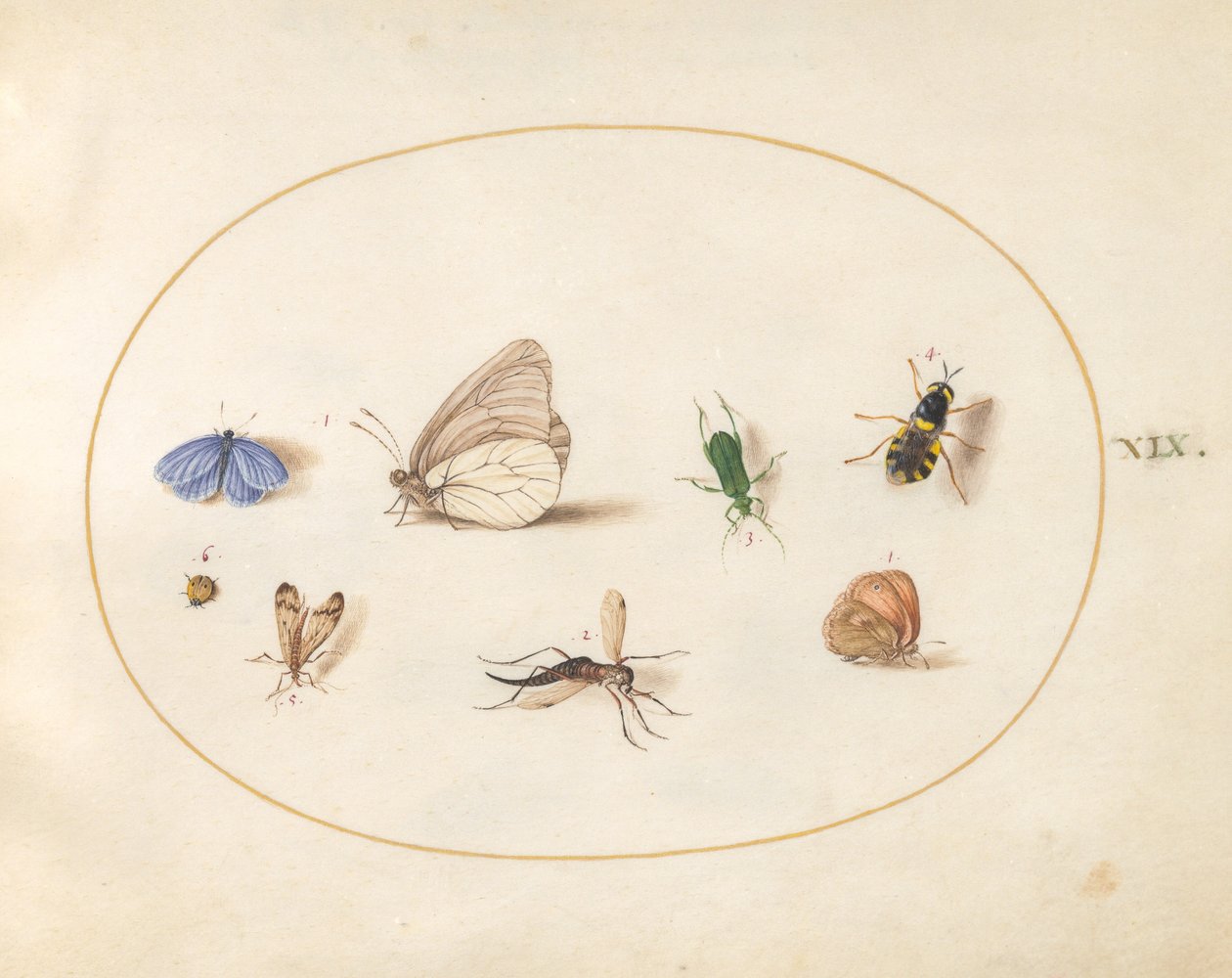 Plate 19: Two Butterflies with Five Other Insects by Joris Hoefnagel