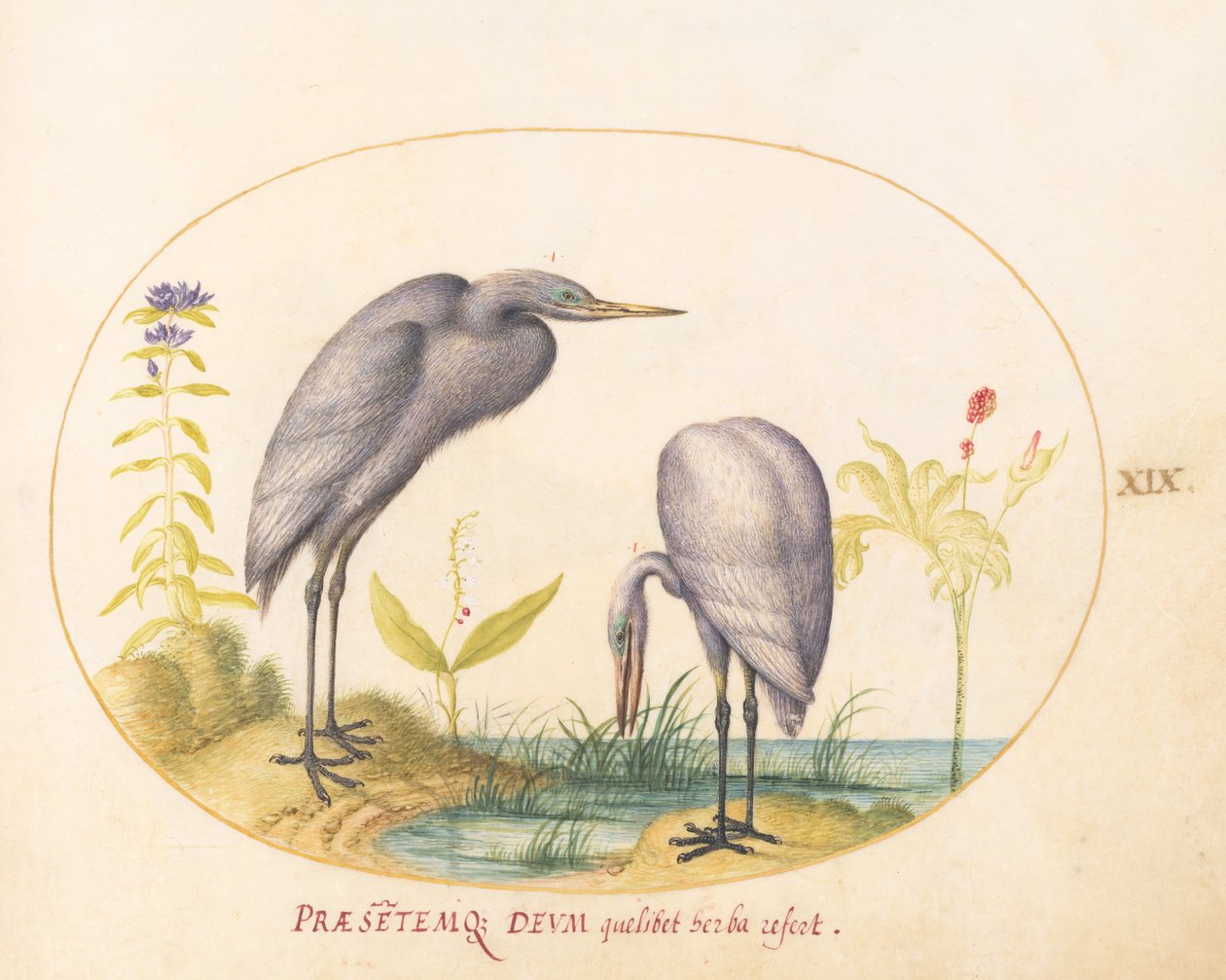 Plate 19: Two Great Egrets with Green Breeding Masks by Joris Hoefnagel