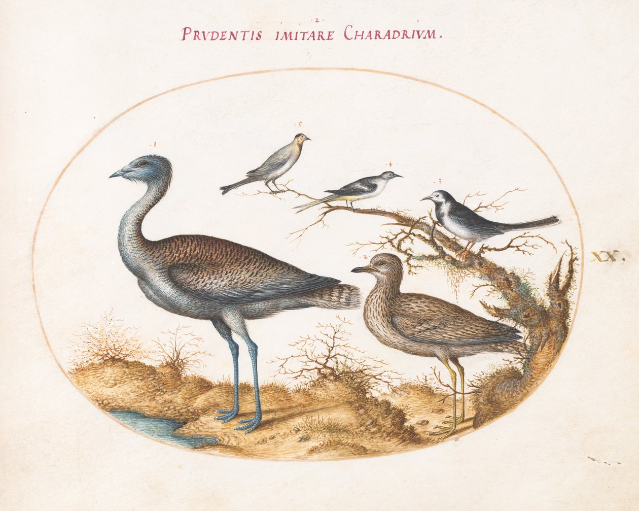 Plate 20: A Plover with Four Other Birds by Joris Hoefnagel