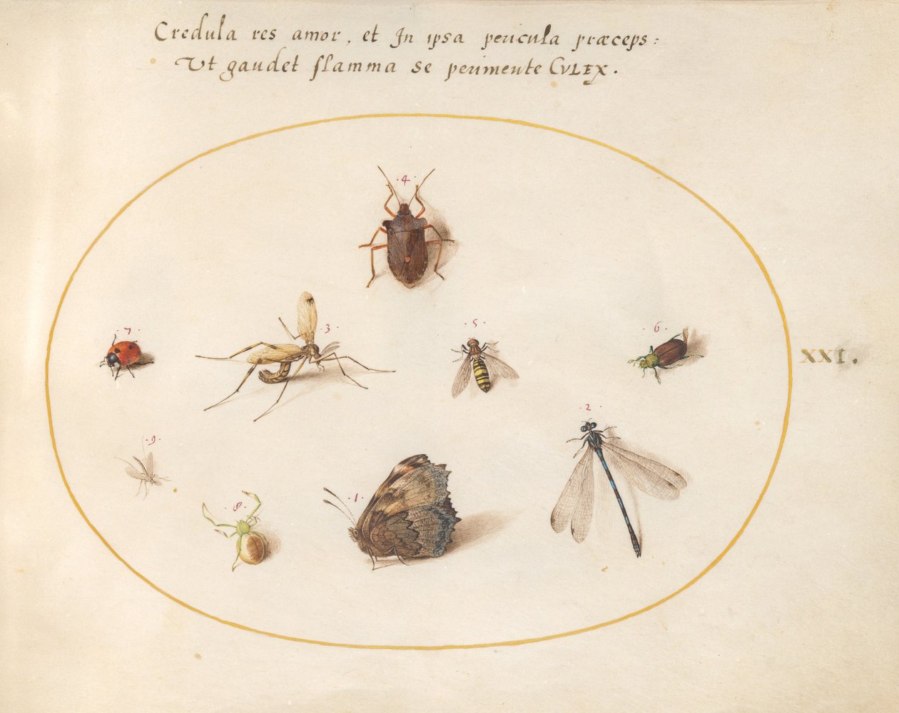 Plate 21: A Butterfly with a Dragonfly, a Ladybug, and Five other Insects by Joris Hoefnagel