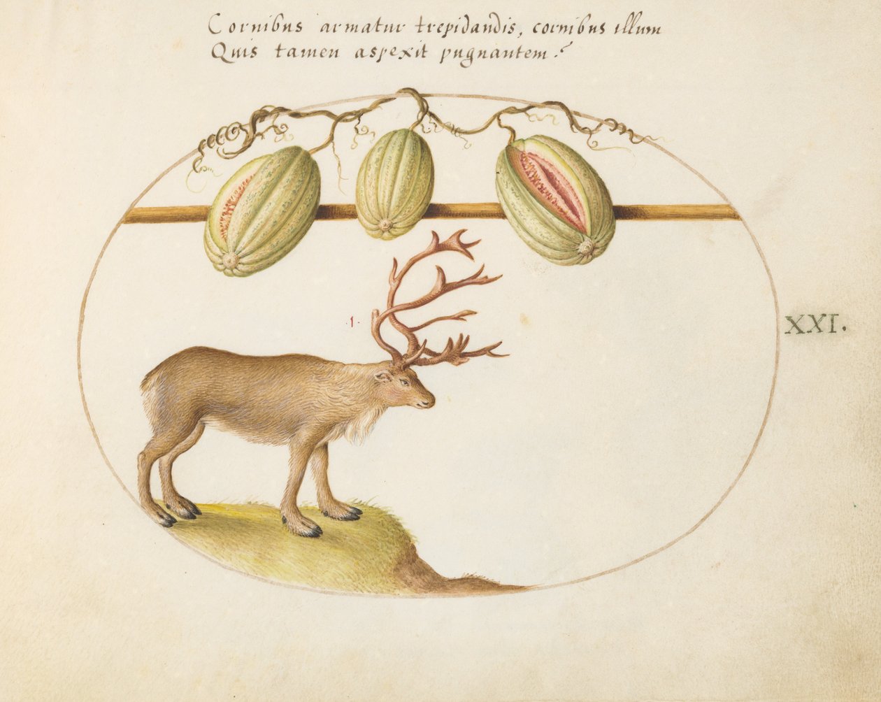 Plate 21: Reindeer with Melons by Joris Hoefnagel