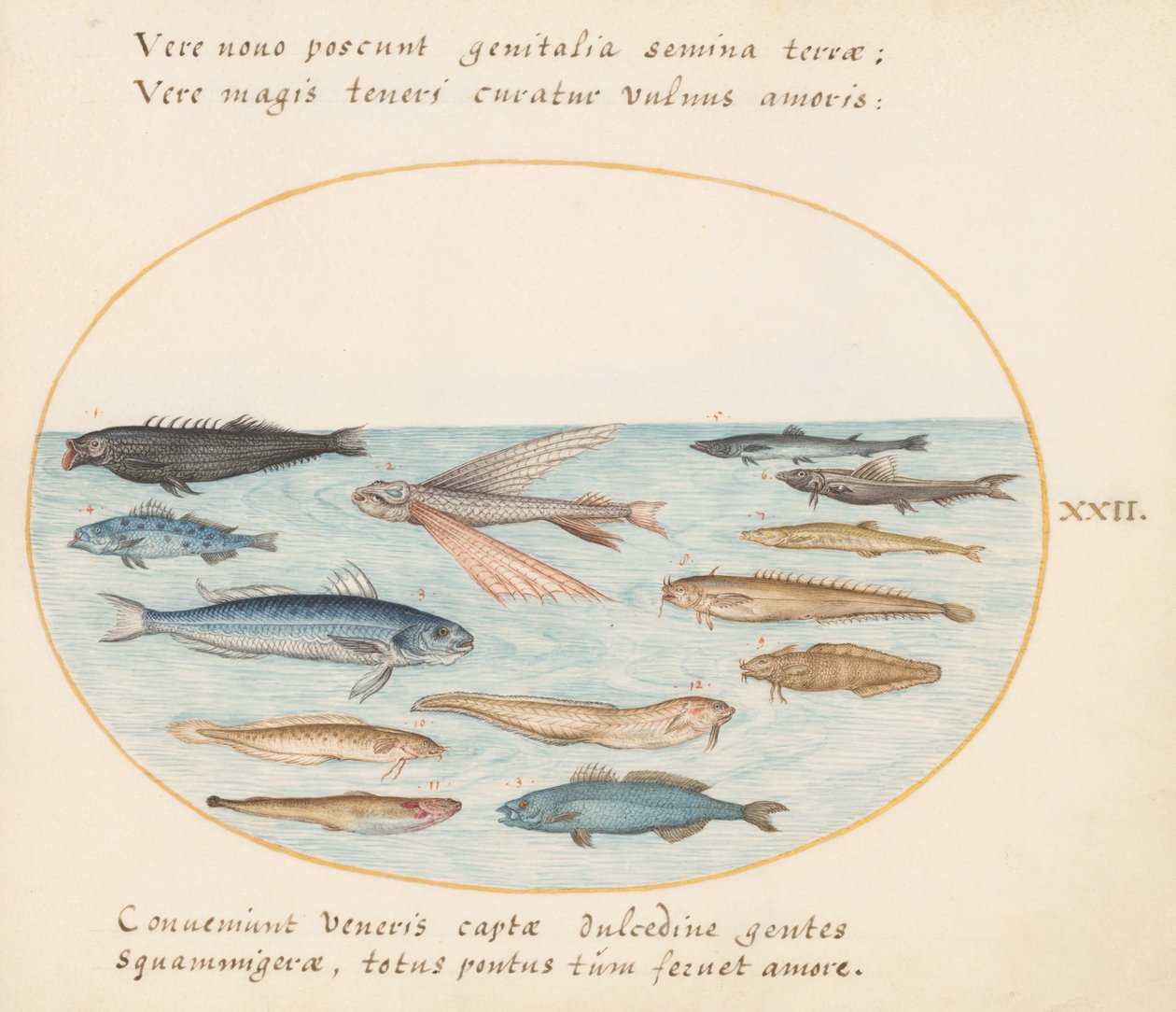 Plate 22: Mullet, Flying Fish, Eels, and Other Fish by Joris Hoefnagel
