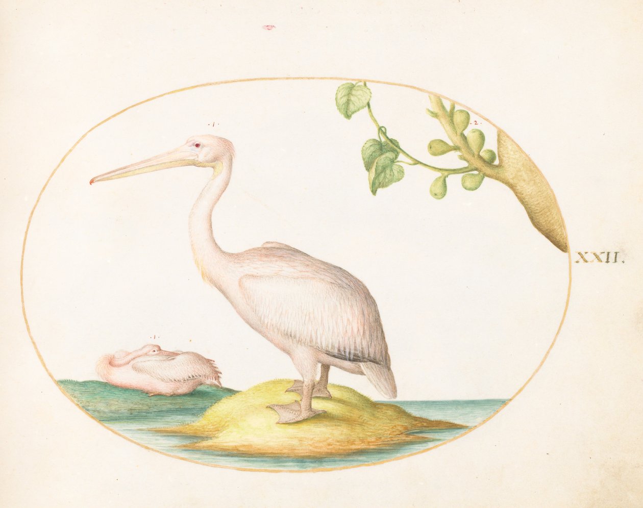 Plate 22: Two White Pelicans with a Sycamore Fig by Joris Hoefnagel