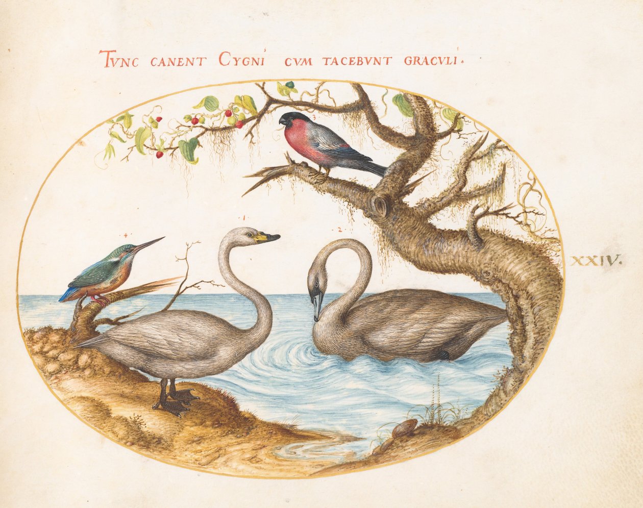 Plate 24: Two Swans, a Kingfisher, and a Bullfinch by Joris Hoefnagel