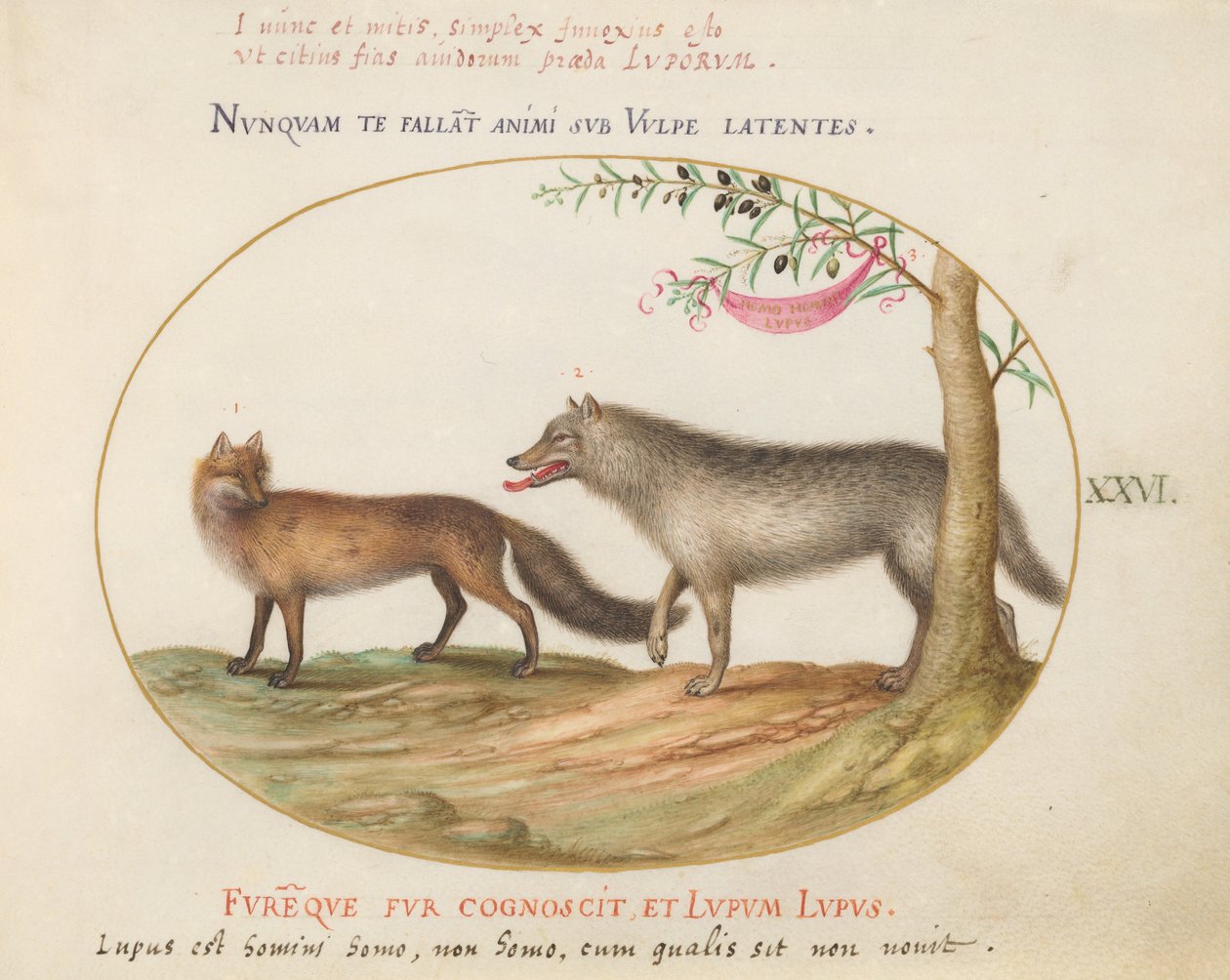 A Red Fox and a Wolf by Joris Hoefnagel