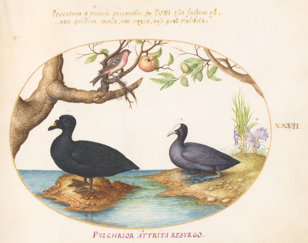 A Duck(?), A Coot, and a Rosefinch(?) (Plate 27) by Joris Hoefnagel