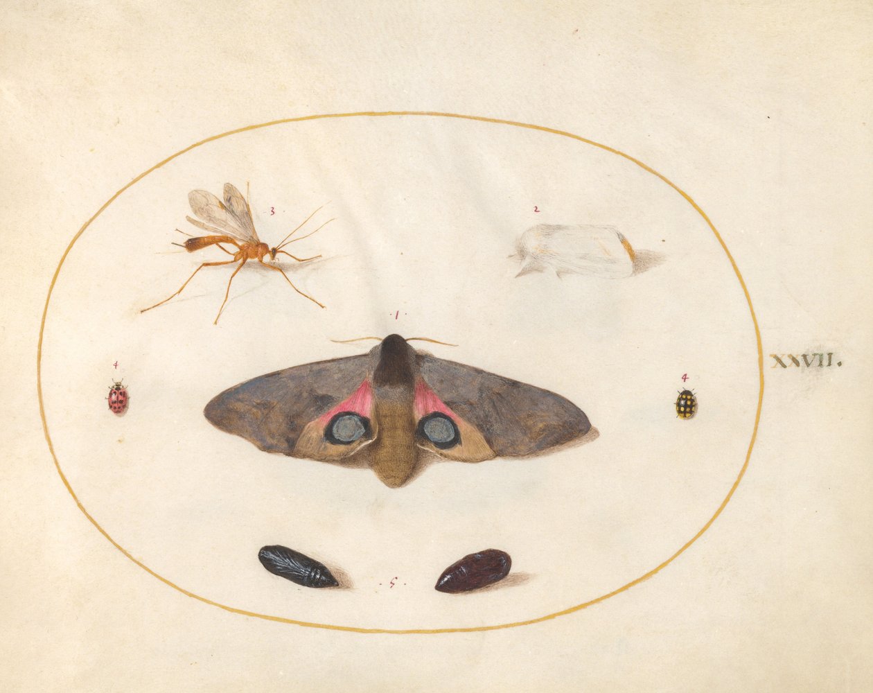 Plate 27: Two Moths, Two Chrysalides, and Other Insects by Joris Hoefnagel