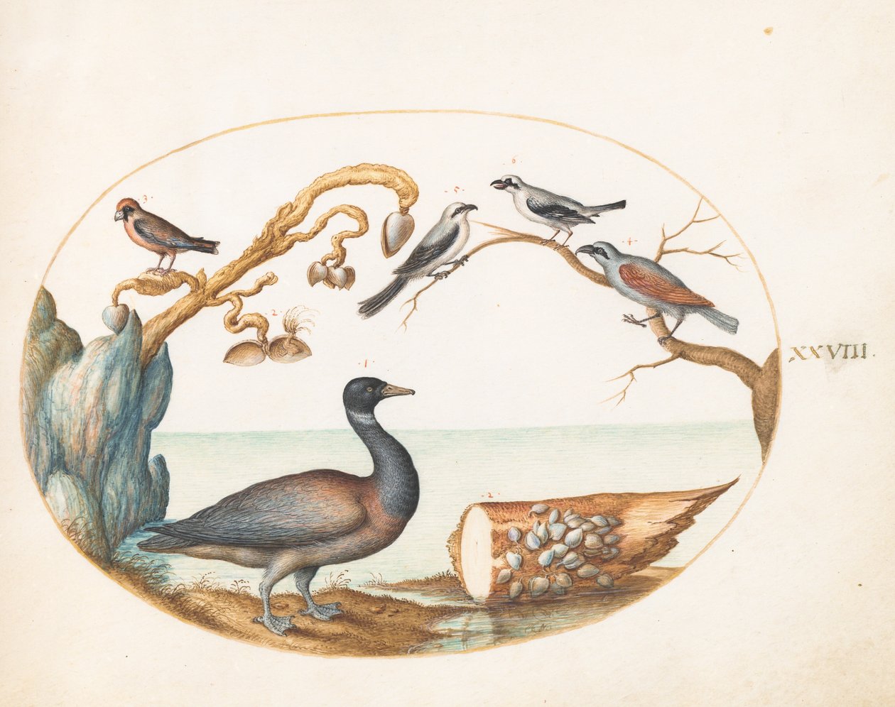 Plate 28: Barnacle Goose with Shrikes and Other Birds by Joris Hoefnagel