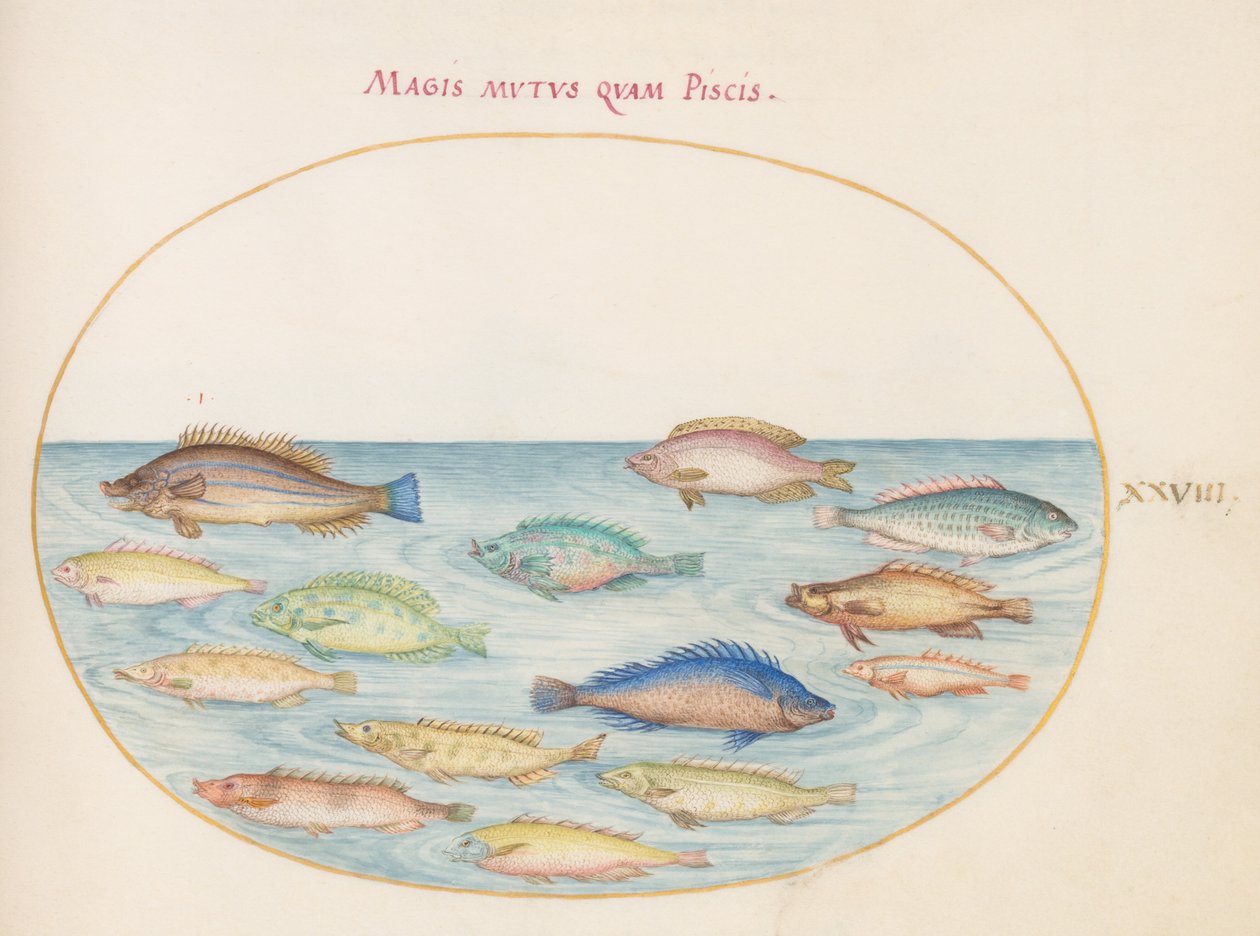 Plate 28: Sea Bream(?) and Other Fish by Joris Hoefnagel