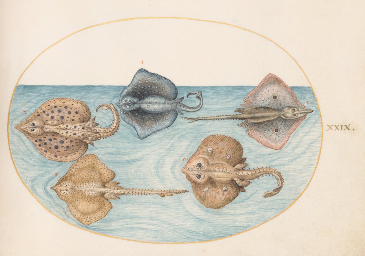 Homelyn Ray and Four Other Rays or Skates (Plate 29) by Joris Hoefnagel